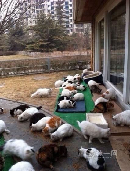 神仙姐姐刘亦菲后院满地流浪猫(图)这家得有多大?